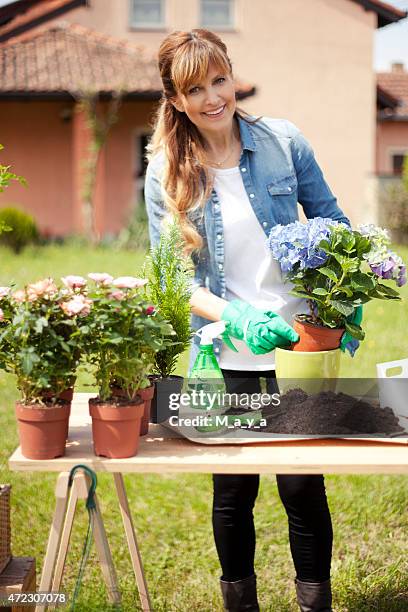 gardening - hydrangea lifestyle stockfoto's en -beelden