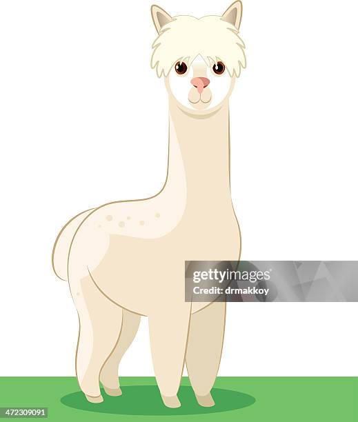 ilustraciones, imágenes clip art, dibujos animados e iconos de stock de alpaca - llama animal dibujo