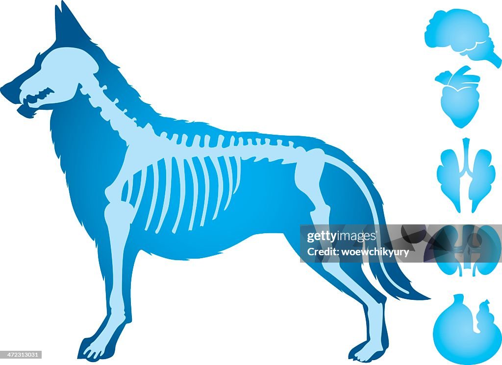 Hunde-Vektor