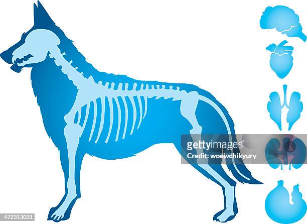 stockillustraties, clipart, cartoons en iconen met dogs body vector - dierlijk skelet