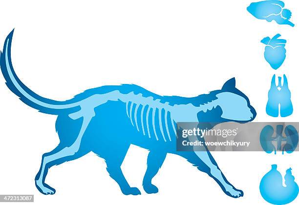 cat body vector - cat skeleton stock illustrations