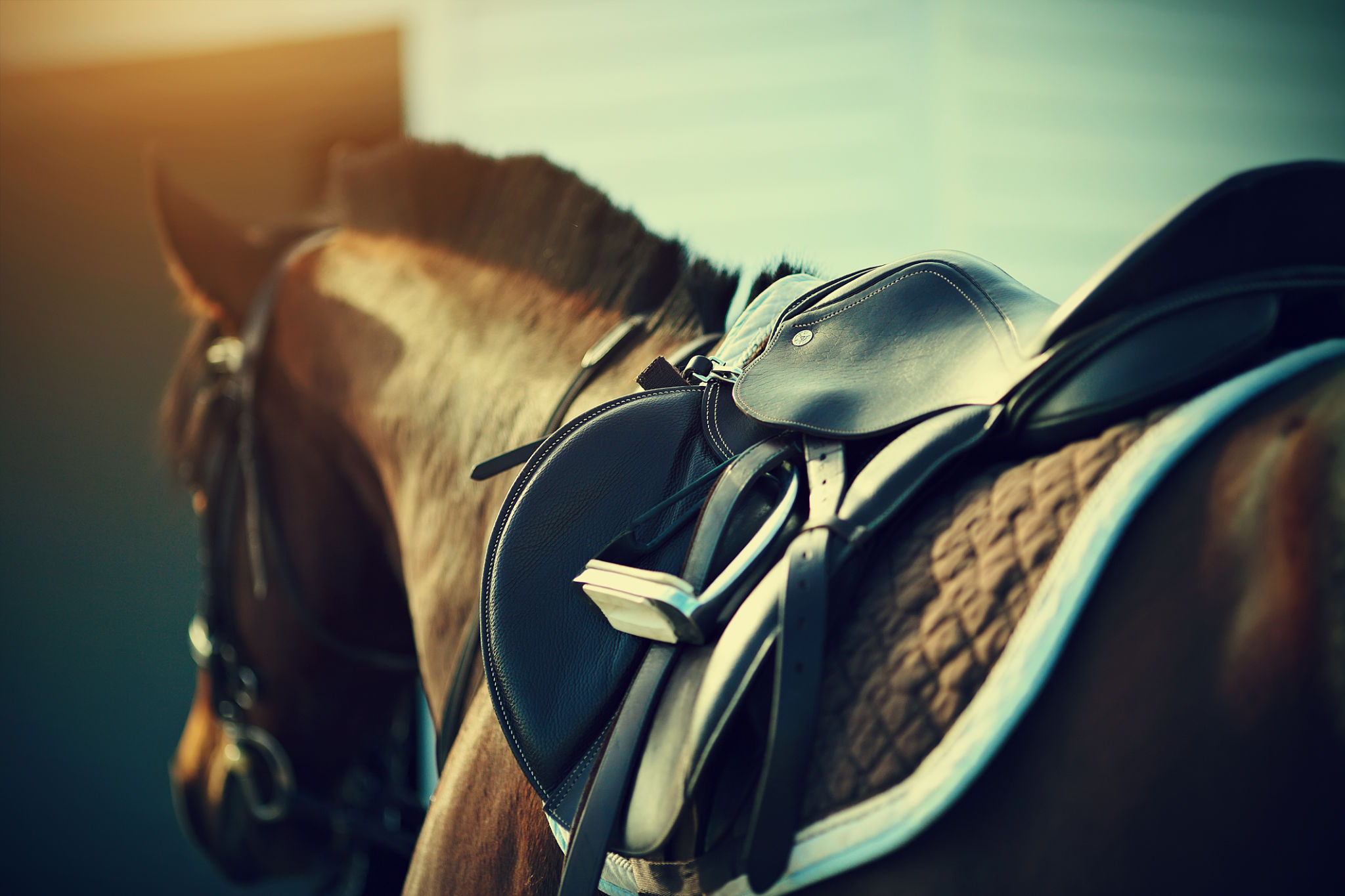 horse riding equipment