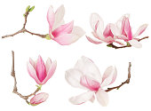 Magnolia flower twig spring collection