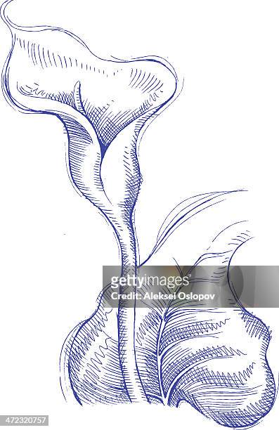 calla-lilie  - calla lilies white stock-grafiken, -clipart, -cartoons und -symbole