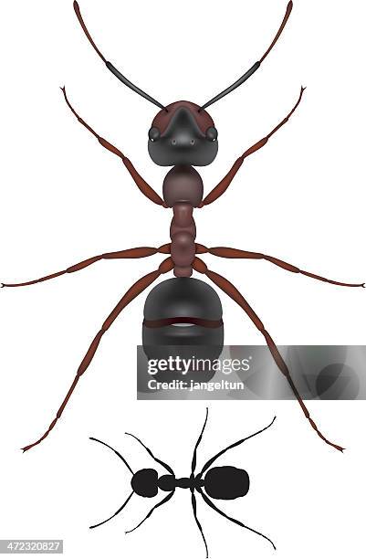 ant - ant isolated stock illustrations