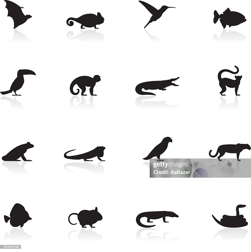 黒色記号エキゾチックな動物たち