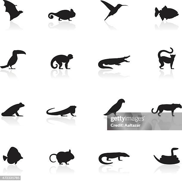 black symbols - exotic animals - toucan stock illustrations