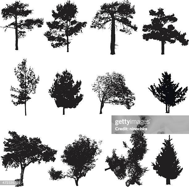 silhouettes of trees - yew needles stock illustrations