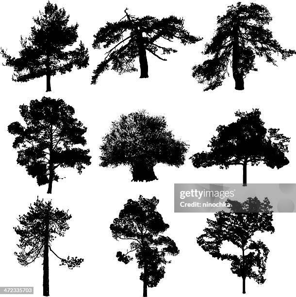 cyprys trees - yew needles stock illustrations