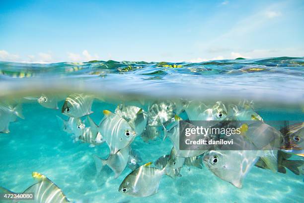 flock of fish under and above water - under water stockfoto's en -beelden