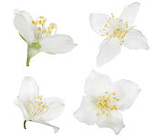 four pure white isolated jasmine blooms