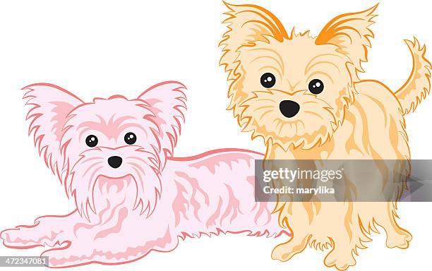 cute yorkshire terriers - yorkie stock illustrations