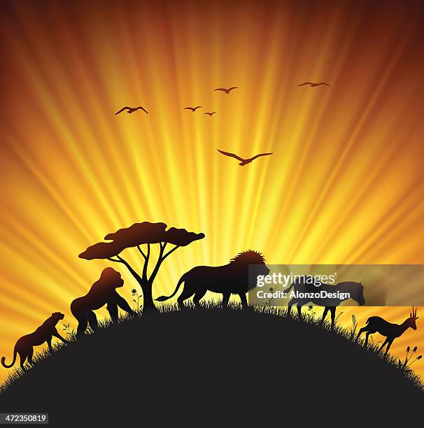 safari sunset - safari stock illustrations