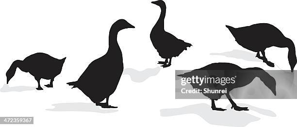 ilustraciones, imágenes clip art, dibujos animados e iconos de stock de patos en silueta - goose