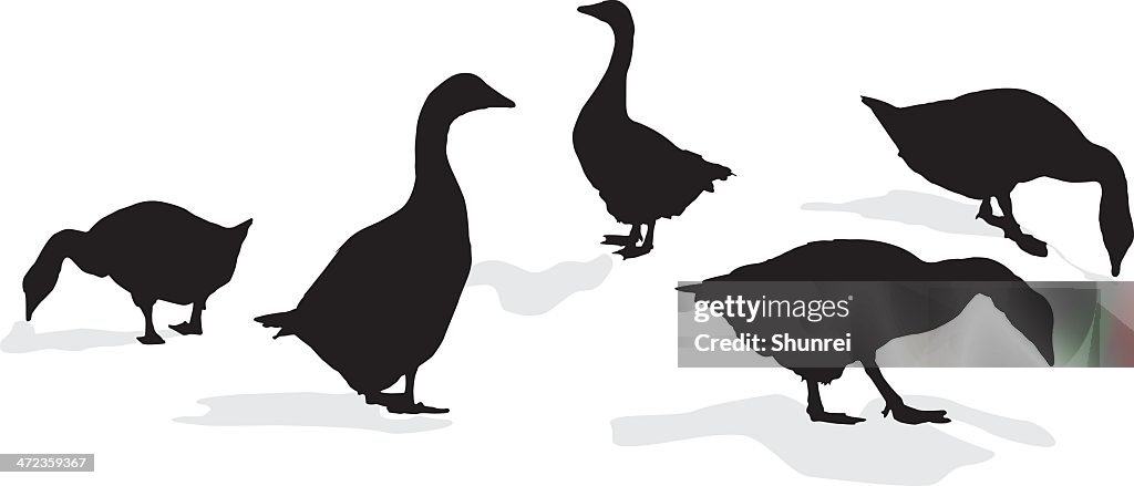 Ducks in Silhouette