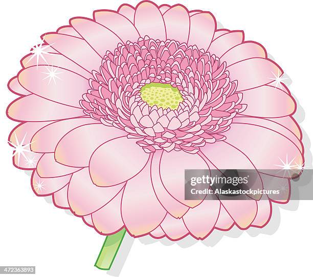 fresh light pink gerbera flower. - gerbera stock illustrations