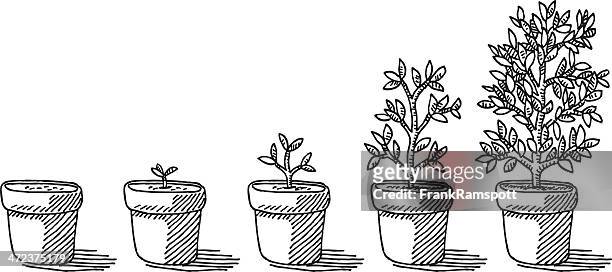 potted plant growing timelapse drawing - flower pot stock illustrations