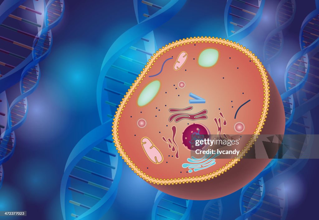 Cell anatomy