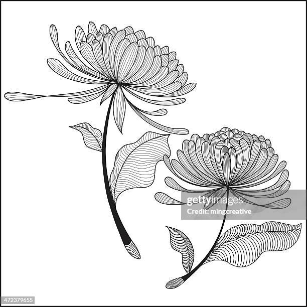 doodle chrysanthemum-illustration - chrysanthemum illustration stock illustrations