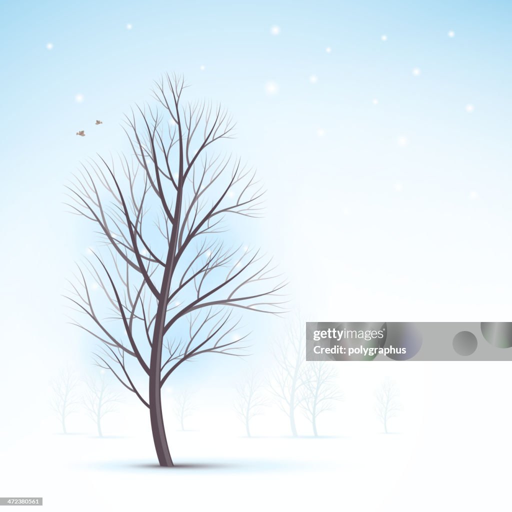 Albero inverno