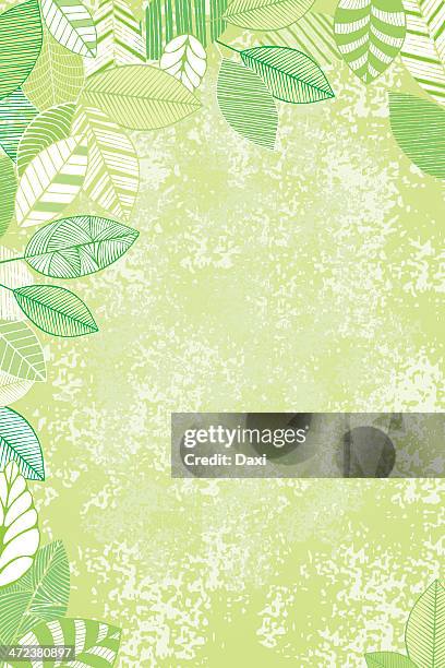 green foliage - spring background - beech tree stock illustrations