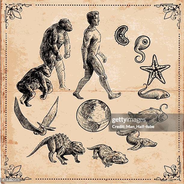 ilustraciones, imágenes clip art, dibujos animados e iconos de stock de evolución de la vida - evolución humana