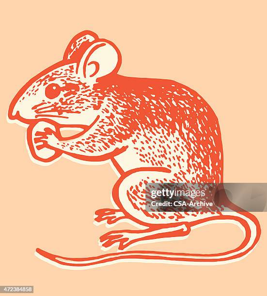 mouse eating - mice stock illustrations