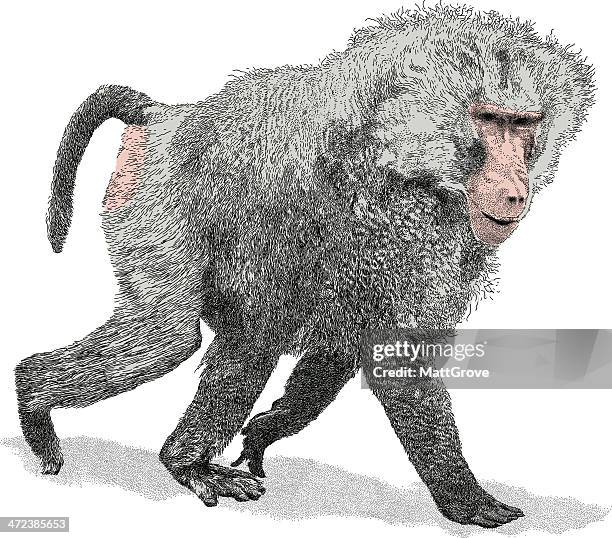 walking baboon - mandrill stock illustrations