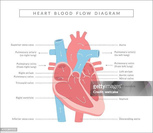 heart blood flow - human heart stock illustrations