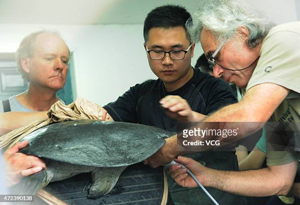 Animal experts and workers operate artificial insemination in a female Rafetus swinhoei at Suzhou Zoo on May 6, 2015 in Suzhou, Jiangsu province of...