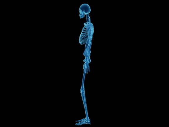 Human Skeleton X Ray Videos and HD Footage Biology Diagrams