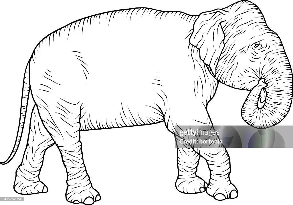 Indian Elephant Vintage Black and White Line Art