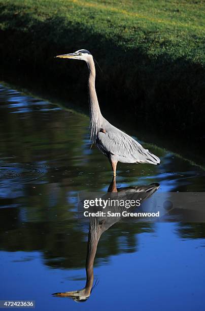 Great blue heron is seen on the fourth hole during round one of THE PLAYERS Championship at the TPC Sawgrass Stadium course on May 7, 2015 in Ponte...