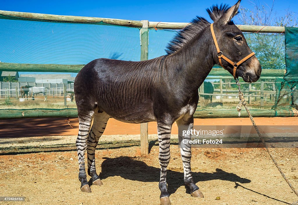 Zonkie Rescued in South Africa