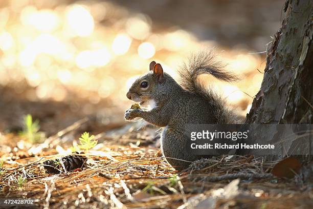 Squirrel eats an acorn during round one of THE PLAYERS Championship at the TPC Sawgrass Stadium course on May 7, 2015 in Ponte Vedra Beach, Florida.