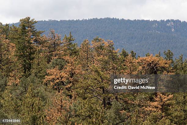 Dead and dying trees are seen in a forest stressed by historic drought conditions in Los Padres National Forest on May 7, 2015 near Frazier Park,...