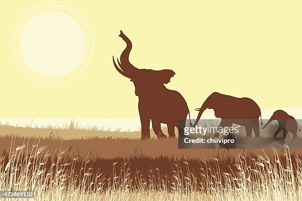 afrikanische elefanten in der savanne - animal family stock-grafiken, -clipart, -cartoons und -symbole