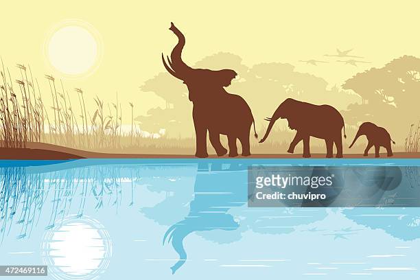ilustrações, clipart, desenhos animados e ícones de elefantes africanos, perto do lago - ecoturismo