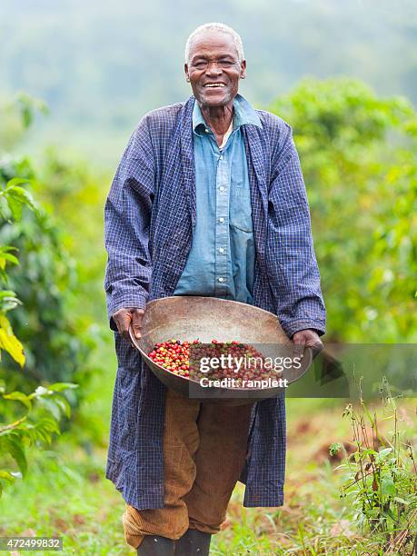 kenianische fair-trade-kaffee in der landwirtschaft - fair trade stock-fotos und bilder