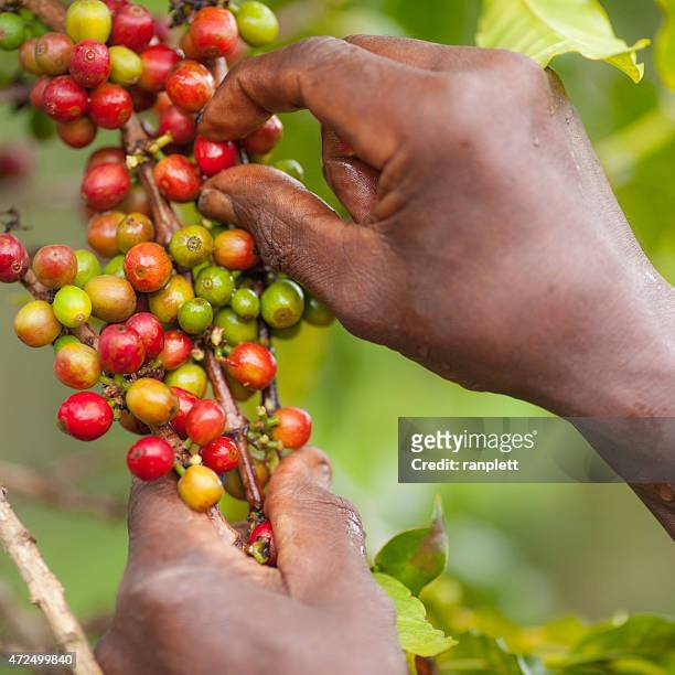 freshly picked kenyan coffee - coffee plantations stockfoto's en -beelden