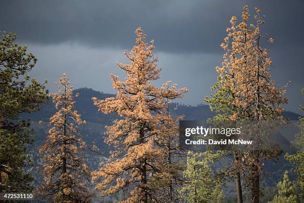 Dead and dying trees are seen in a forest stressed by historic drought conditions in Los Padres National Forest on May 7, 2015 near Frazier Park,...