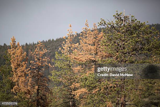 21,190 Dying Tree Stock Photos, High-Res Pictures, and Images - Getty ...