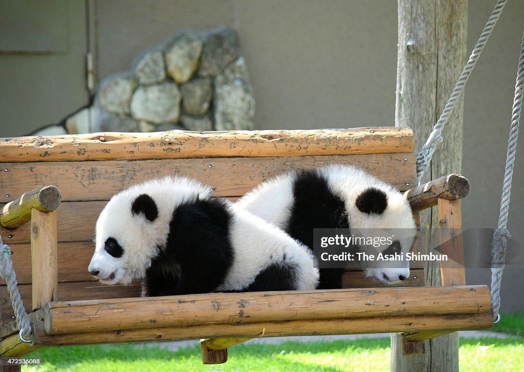 Twin Giant Panda Cubs Introduced At Outdoor Field