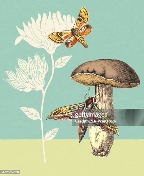 bildbanksillustrationer, clip art samt tecknat material och ikoner med moths mushroom and flower - giftsvamp