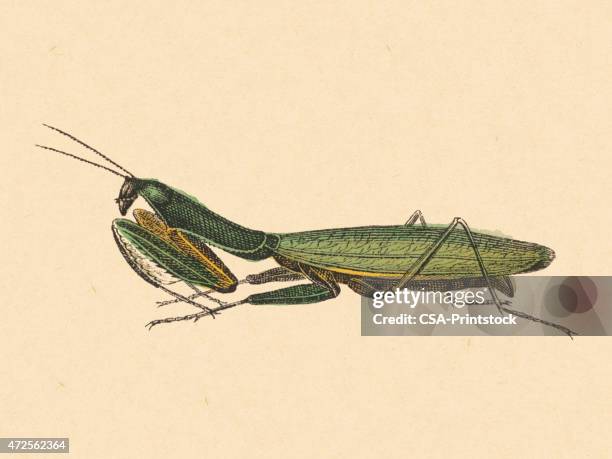 praying mantis - praying mantis stock illustrations