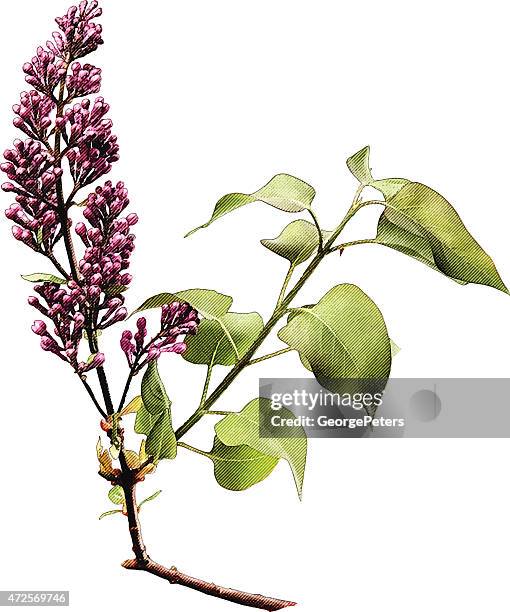 spring lilac buds - purple lilac stock illustrations