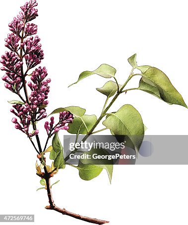 Spring Lilac Buds Spring Lilac Buds