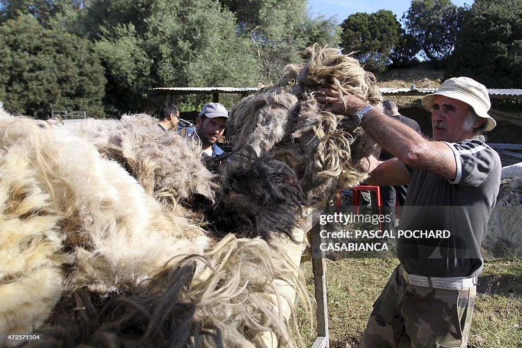 FRANCE-CORSICA-SHEEP-FEATURE