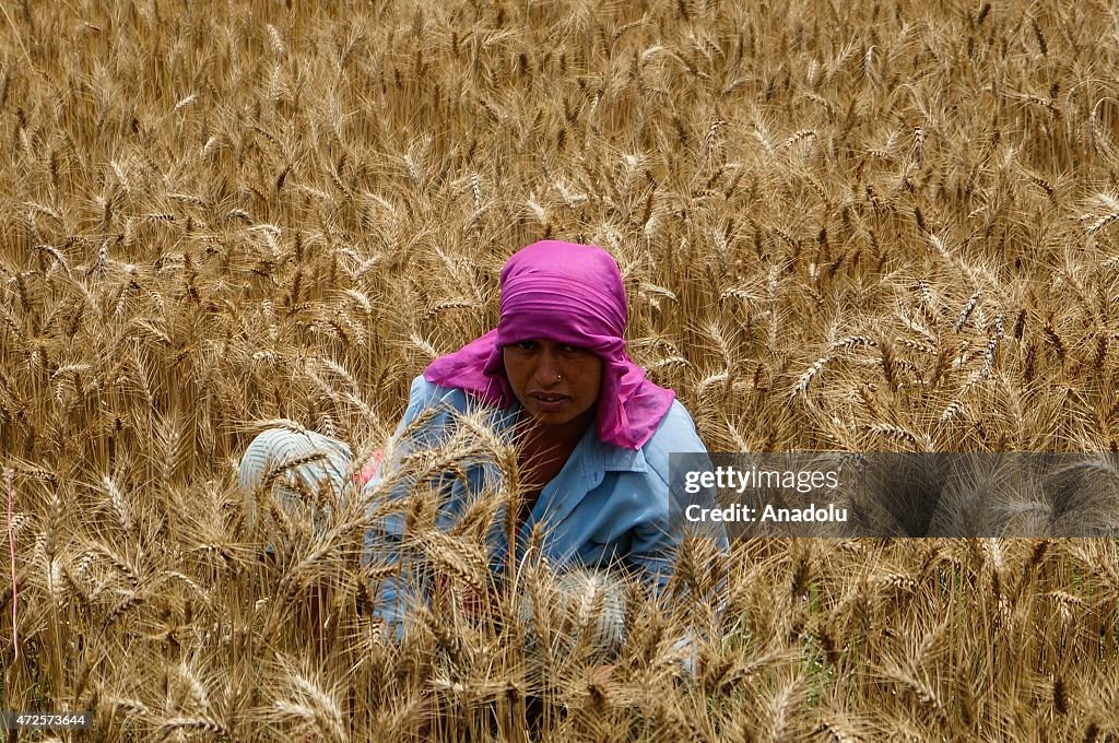 Wheat harvest in Nepal