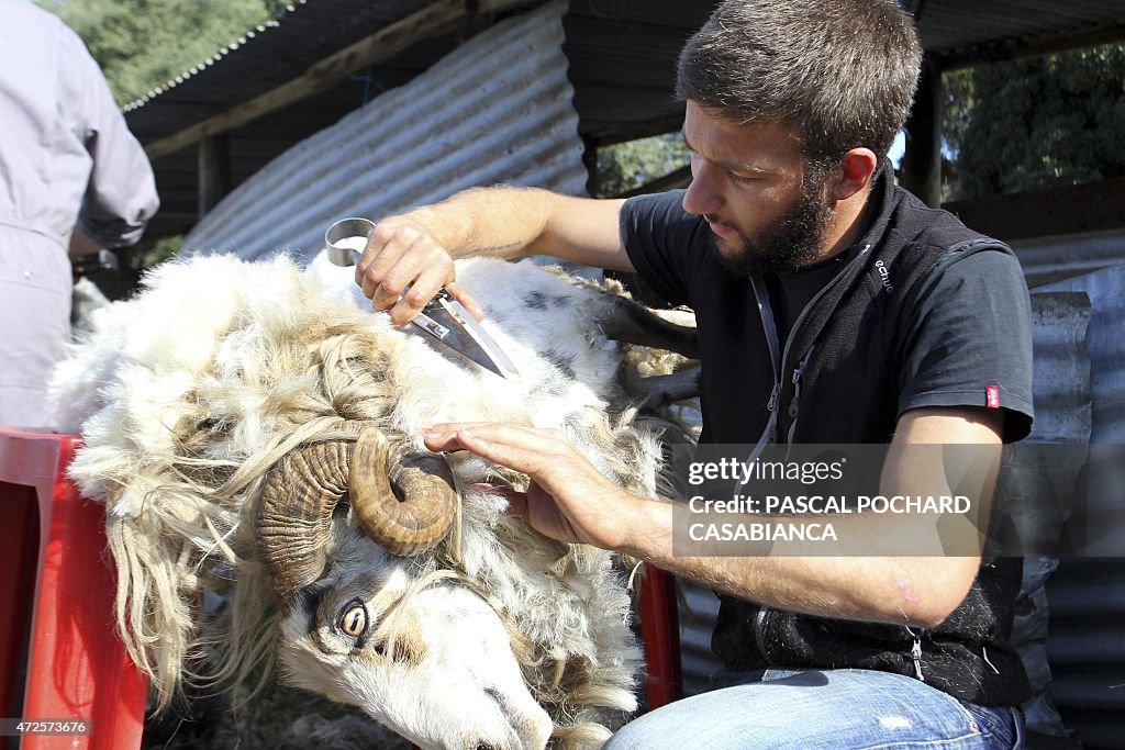 FRANCE-CORSICA-SHEEP-FEATURE